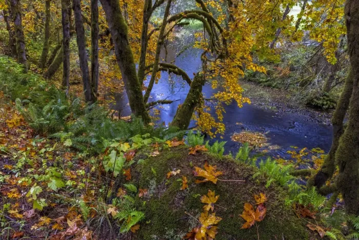 Framed Print : Colorful autumn maples along Humbug Creek in Clatsop County, Oregon, USA Framed Print : Colorful autumn maples along Humbug Creek in Clatsop County, Oregon, USA
