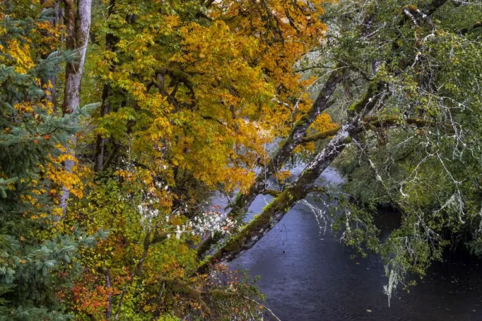 Framed Print : Colorful autumn maples along Humbug Creek in Clatsop County, Oregon, USA Framed Print : Colorful autumn maples along Humbug Creek in Clatsop County, Oregon, USA