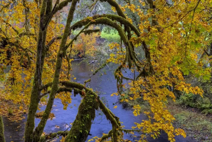 Framed Print : Colorful autumn maples along Humbug Creek in Clatsop County, Oregon, USA Framed Print : Colorful autumn maples along Humbug Creek in Clatsop County, Oregon, USA