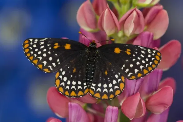 Framed Print : Colorful Baltimore Checkered Spot Butterfly, Euphydryas phaeton Framed Print : Colorful Baltimore Checkered Spot Butterfly, Euphydryas phaeton