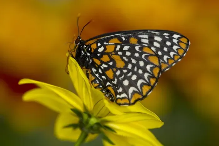 Framed Print : Colorful Baltimore Checkered Spot Butterfly, Euphydryas phaeton Framed Print : Colorful Baltimore Checkered Spot Butterfly, Euphydryas phaeton