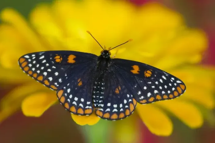 Framed Print : Colorful Baltimore Checkered Spot Butterfly, Euphydryas phaeton Framed Print : Colorful Baltimore Checkered Spot Butterfly, Euphydryas phaeton