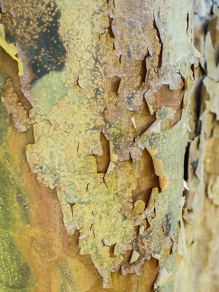Colorful bark on a tree in a garden