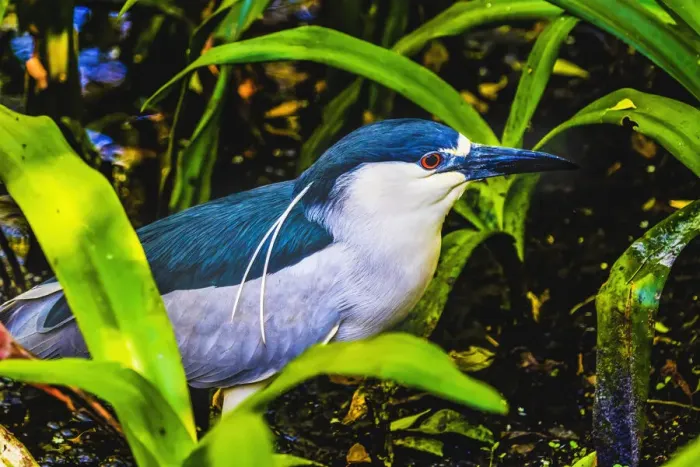 Framed Print : Colorful black crowned night heron fishing, Florida Framed Print : Colorful black crowned night heron fishing, Florida