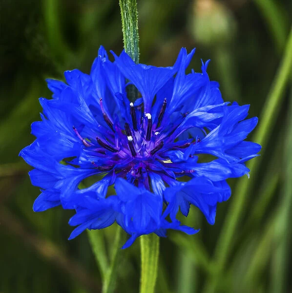 Colorful blue Bachelors Button Cornflower blooming