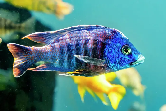 Framed Print : Colorful blue peacock cichlid, Waikiki, Oahu, Hawaii. Originally from Africa Framed Print : Colorful blue peacock cichlid, Waikiki, Oahu, Hawaii. Originally from Africa