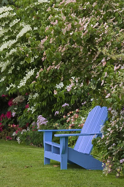Colorful blue wooden chair in garden, Schreiner Iris Gardens, Salem, Oregon
