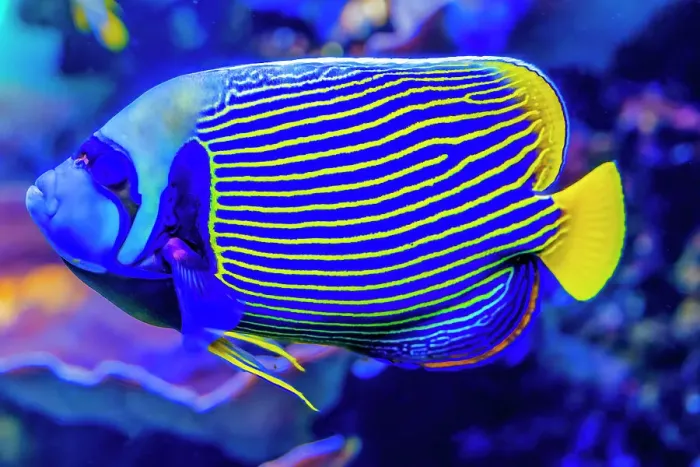 Framed Print : Colorful blue yellow emperor angelfish, Waikiki, Oahu, Hawaii. Found in coral and reefs in tropical waters