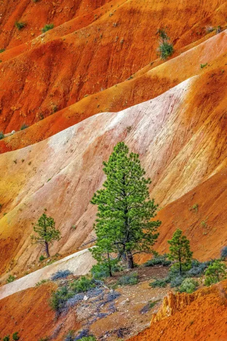 Framed Print : Colorful Bryce Point, Bryce Canyon National Park, Utah Framed Print : Colorful Bryce Point, Bryce Canyon National Park, Utah