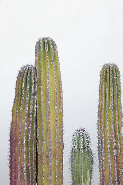 Colorful cactus. Cabo San Lucas, Mexico