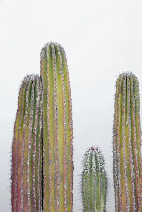 Framed Print : Colorful cactus. Cabo San Lucas, Mexico