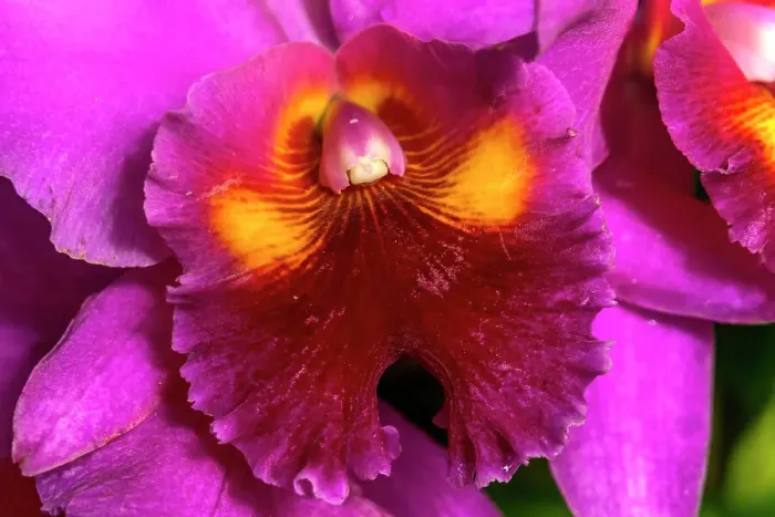 Framed Print : Colorful cattleya terrestrial orchid flower, Honolulu, Hawaii Framed Print : Colorful cattleya terrestrial orchid flower, Honolulu, Hawaii