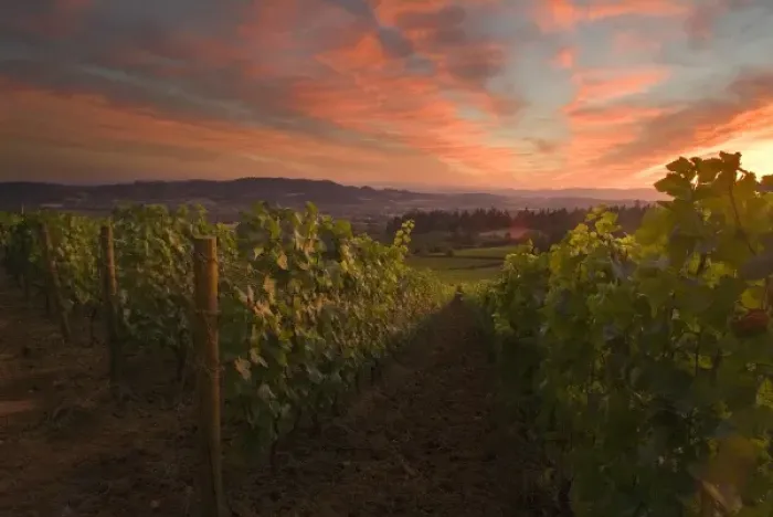 Framed Print : Colorful clouds of sunset over Adelsheim Vineyards and the Willamette Valley near Newberg, Oregon
