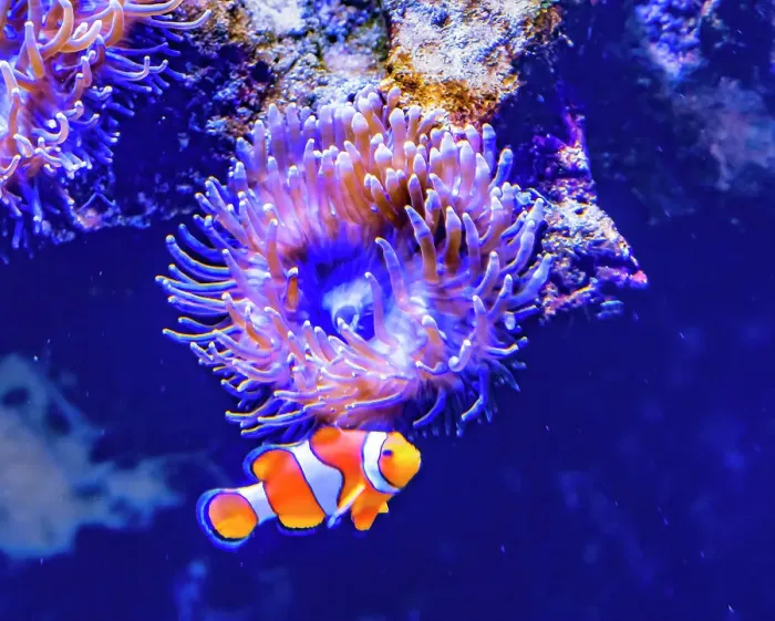 Framed Print : Colorful clownfish anemonefish, Waikiki, Oahu, Hawaii. Found in coral and reefs in tropical waters Framed Print : Colorful clownfish anemonefish, Waikiki, Oahu, Hawaii. Found in coral and reefs in tropical waters