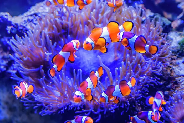 Framed Print : Colorful clownfish anemonefish, Waikiki, Oahu, Hawaii. Found in coral and reefs in tropical waters Framed Print : Colorful clownfish anemonefish, Waikiki, Oahu, Hawaii. Found in coral and reefs in tropical waters