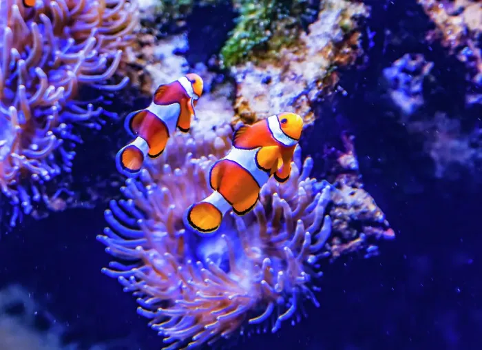 Framed Print : Colorful clownfish anemonefish swimming, Waikiki, Oahu, Hawaii. Found in coral and reefs in tropical waters Framed Print : Colorful clownfish anemonefish swimming, Waikiki, Oahu, Hawaii. Found in coral and reefs in tropical waters