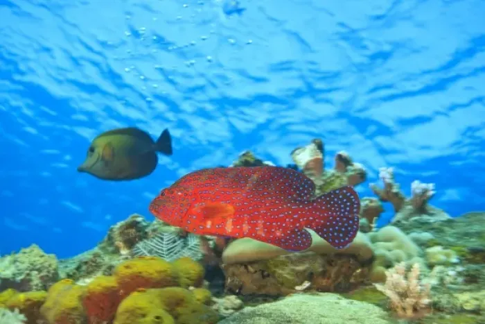 Framed Print : colorful coral coad and unicornfish behind, World War II Shipwreck-Liberty Cargo Ship Framed Print : colorful coral coad and unicornfish behind, World War II Shipwreck-Liberty Cargo Ship