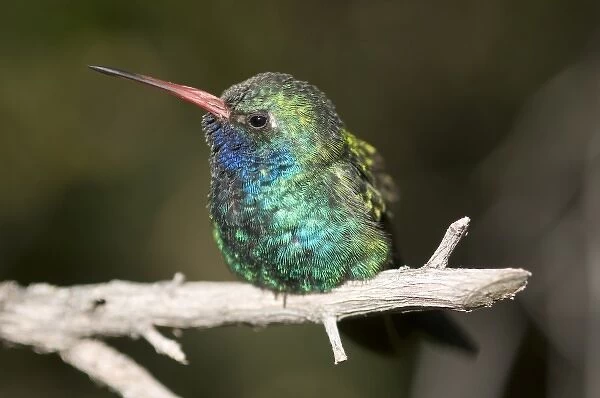 A colorful and curious adult broad-billed hummingbird (Cynanthus latirostris) in