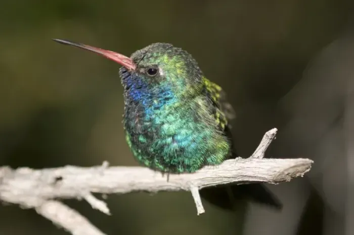 Framed Print : A colorful and curious adult broad-billed hummingbird (Cynanthus latirostris) in Framed Print : A colorful and curious adult broad-billed hummingbird (Cynanthus latirostris) in