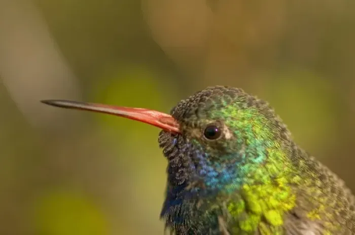 Framed Print : A colorful and curious broad-billed hummingbird (Cynanthus latirostris) in Saguaro National Park