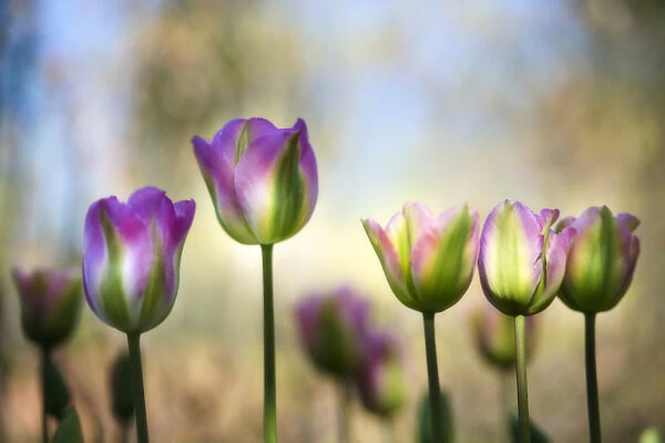 Colorful, diffused tulips