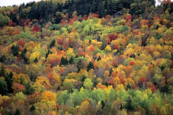 Framed Print : Colorful fall foliage in Vermont Framed Print : Colorful fall foliage in Vermont