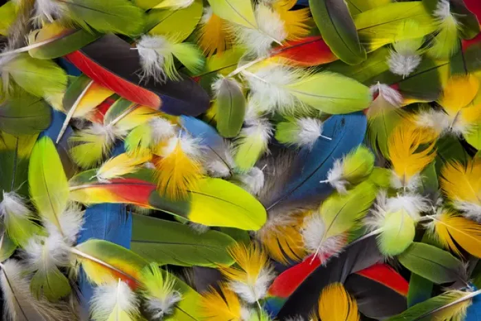 Framed Print : Colorful feather pattern layout