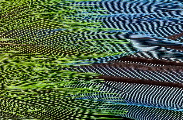 Colorful feathers of the Long-tailed broadbill