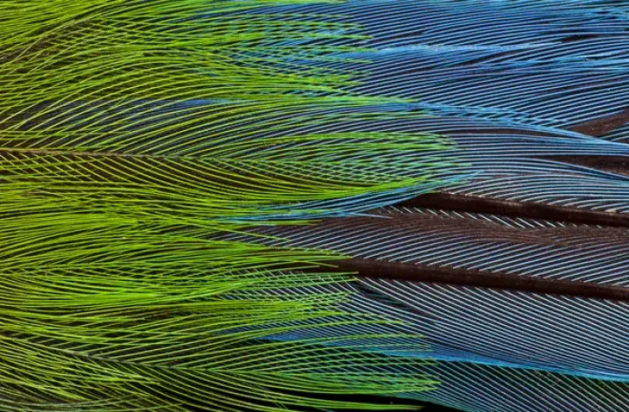 Framed Print : Colorful feathers of the Long-tailed broadbill