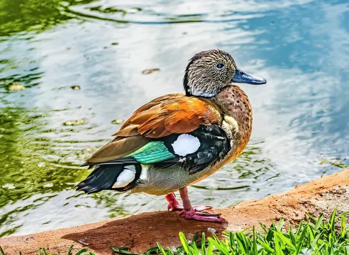 Framed Print : Colorful female green-winged American teal duck, Waikiki, Honolulu, Hawaii. Native to North America
