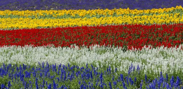Framed Print : Colorful flowers in the lavender farm, Furano, Hokkaido, Japan