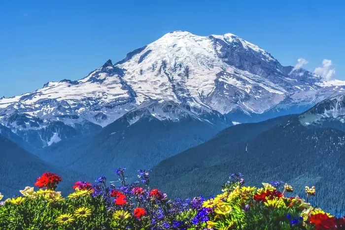 Framed Print : Colorful flowers, Mount Rainier, Crystal Mountain lookout, Pierce County, Washington State, Usa Framed Print : Colorful flowers, Mount Rainier, Crystal Mountain lookout, Pierce County, Washington State, Usa