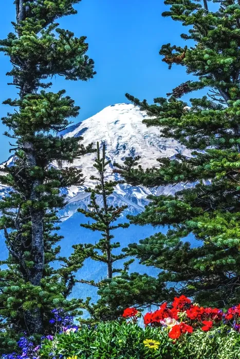 Framed Print : Colorful flowers, Mount Rainier, Crystal Mountain lookout, Pierce County, Washington State, Usa