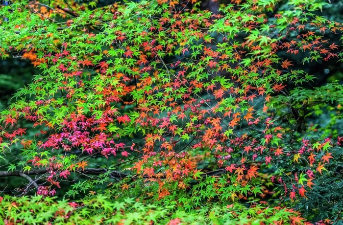 Framed Print : Colorful foliage, Tofuku-ji Buddhist temple, Kyoto, Japan. Famous for its autumn leaves, dates to 1236 Framed Print : Colorful foliage, Tofuku-ji Buddhist temple, Kyoto, Japan. Famous for its autumn leaves, dates to 1236