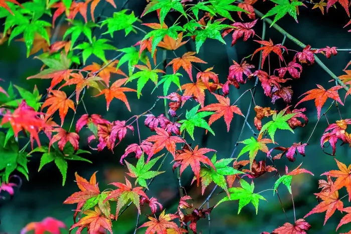 Framed Print : Colorful foliage, Tofuku-ji Buddhist temple, Kyoto, Japan. Famous for its autumn leaves, dates to 1236 Framed Print : Colorful foliage, Tofuku-ji Buddhist temple, Kyoto, Japan. Famous for its autumn leaves, dates to 1236