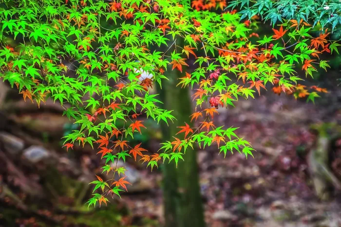 Framed Print : Colorful foliage, Tofuku-ji Buddhist temple, Kyoto, Japan. Famous for its autumn leaves, dates to 1236 Framed Print : Colorful foliage, Tofuku-ji Buddhist temple, Kyoto, Japan. Famous for its autumn leaves, dates to 1236