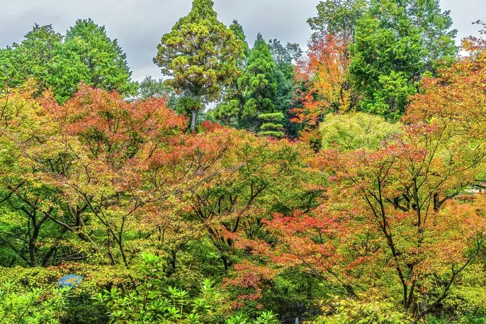 Framed Print : Colorful foliage, Tofuku-ji Buddhist temple, Kyoto, Japan. Dates to 1236. Famous view from Tsutenkyo Bridge