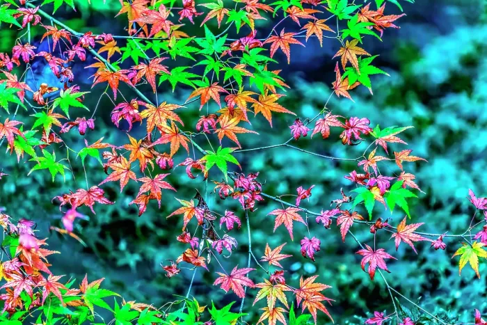 Framed Print : Colorful foliage, Tofuku-ji Buddhist temple, Kyoto, Japan. Famous for its autumn leaves, dates to 1236 Framed Print : Colorful foliage, Tofuku-ji Buddhist temple, Kyoto, Japan. Famous for its autumn leaves, dates to 1236