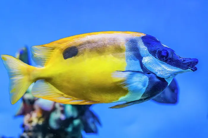 Framed Print : Colorful foxface fish, Waikiki, Oahu, Hawaii. Found in coral and reefs in tropical waters