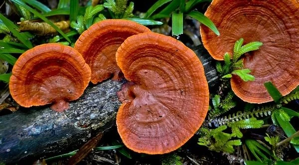 Colorful fungus, Jaguar Reserve, Belize