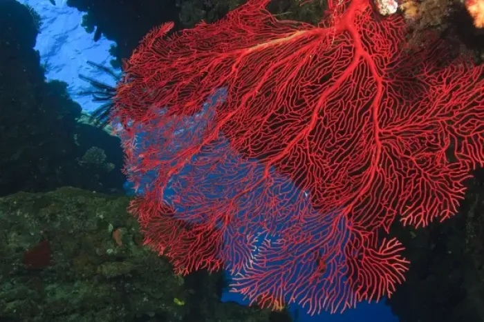 Framed Print : colorful Gorgonian Sea Fan, Bligh Water, Viti Levu, Fiji, South Pacific