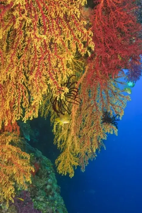 Framed Print : colorful Gorgonian Sea Fans, Bligh Water, Viti Levu, Fiji, South Pacific