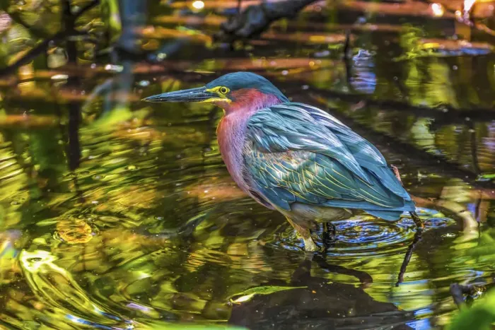 Framed Print : Colorful green heron fishing, Florida