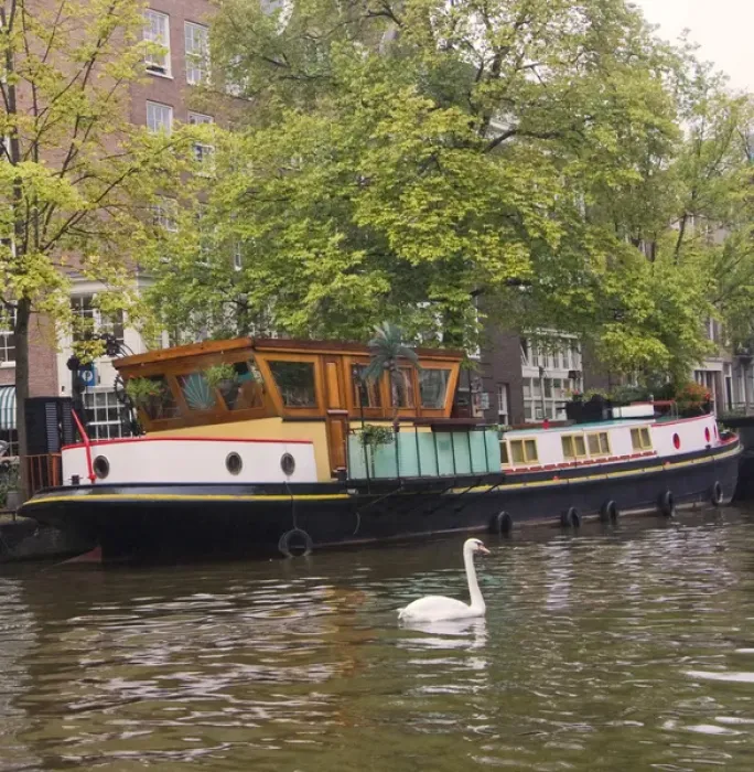 Framed Print : A colorful houseboat with a white swan swimming near Framed Print : A colorful houseboat with a white swan swimming near