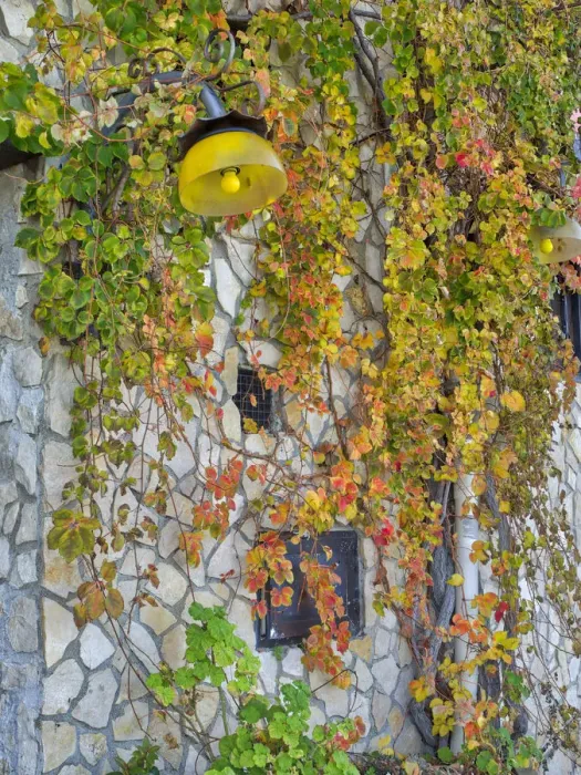 Framed Print : Colorful ivy growing on the side of a building