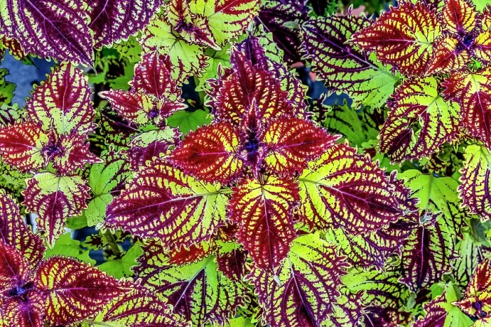 Framed Print : Colorful Japanese coleus leaves pattern, Kyoto, Japan