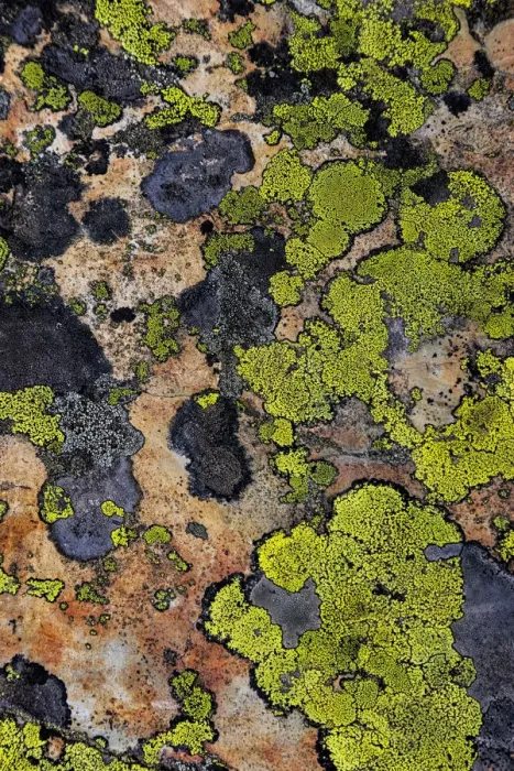 Framed Print : Colorful lichen patterns on rocks along McDonald Creek in Glacier National Park, USA Framed Print : Colorful lichen patterns on rocks along McDonald Creek in Glacier National Park, USA