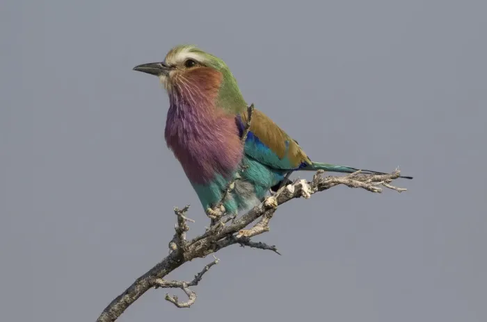 Framed Print : Colorful Lilac Breasted Roller, Etosha National Park Framed Print : Colorful Lilac Breasted Roller, Etosha National Park