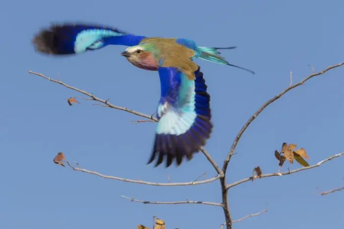 Framed Print : Colorful Lilac Breasted Roller taking flight, Etosha National Park