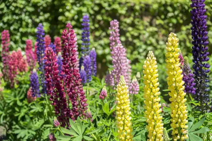 Framed Print : Colorful Lupines, USA